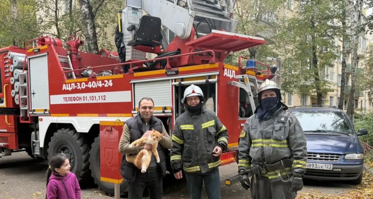 В Красногорске кота Василия сняли с дерева на высоте третьего этажа